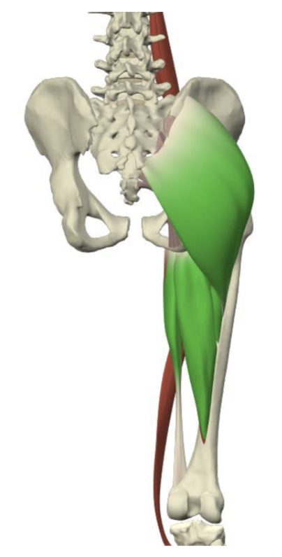 <p><strong>Gluteus Maximus (primary extensor)</strong></p><ul><li><p>Max MA @ 0 dg (neutral hip)  → <strong>Most mech advantage </strong></p></li><li><p>Peak torque @ 70 dg (hip flexion)  → <strong>Most active tension + Peak force production </strong></p></li></ul><p></p><p><strong>Hamstrings </strong></p><ul><li><p>2 joint muscle → torque based on position of knee </p></li><li><p>knee flexed to <strong>90 dg </strong>→ try extend hip → hamstring becomes actively insufficient b/c it shortens @ both hip + knee</p></li></ul><p></p><p><strong>Gluteus Medius </strong></p><ul><li><p>specifically Posterior fibers </p></li></ul><p></p><p><strong>Piriformis </strong></p>