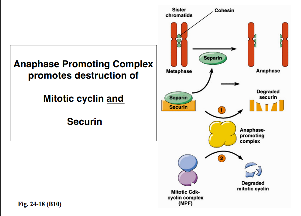 <p><span style="background-color: transparent;">Exit from Mitosis: The Anaphase Promoting Complex (APC)</span></p>