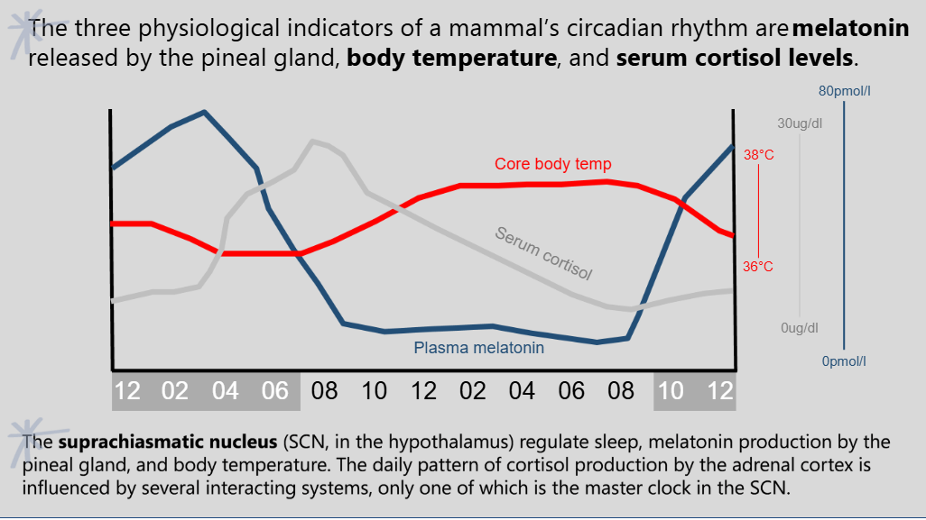 <p>circadian rhythms</p>
