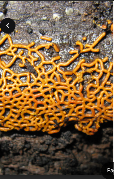 <p>Not microscopic, slug like appearance</p><p>Engulf food particles</p><p>Feed on bottom of forests and dead material</p>