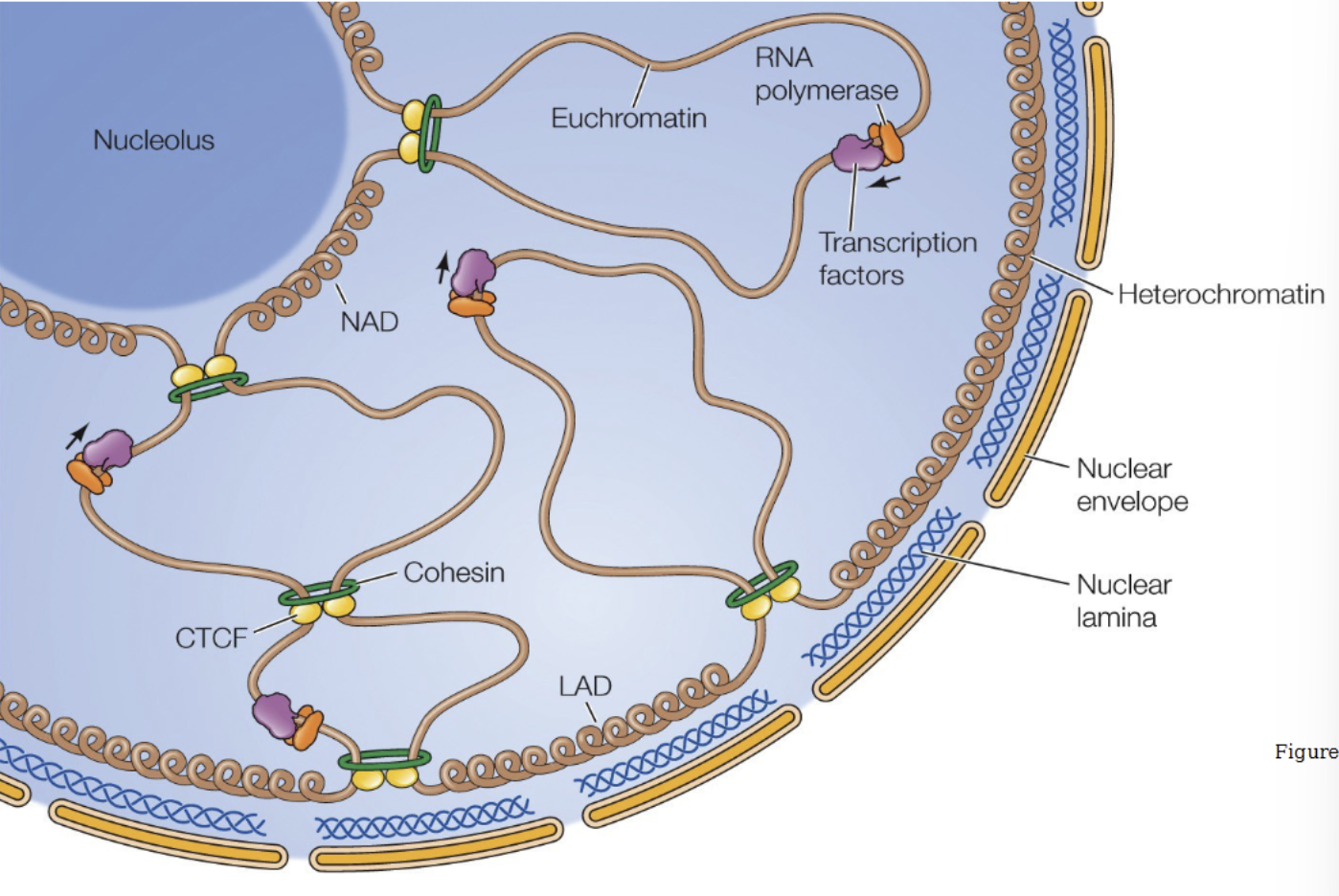 <p>NAD - nucleolus associated domains</p><p>LAD - lamina associated domains</p>