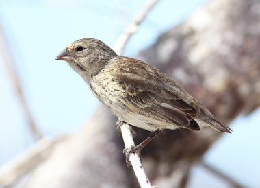 <ul><li><p>Geospiza fuliginosa </p></li><li><p>least concern</p></li><li><p>one of the most common species of finch, found throughout the islands </p></li></ul><p></p>