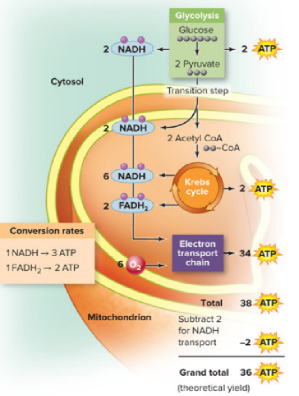 <p>What causes the difference between the theoretical &amp; actual yields of ATP in aerobic respiration?</p>