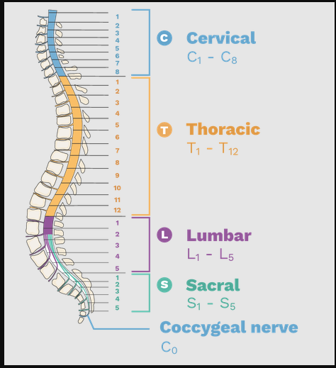 <p>31 pairs</p><ul><li><p>8 cervical</p></li><li><p>12 thoracic</p></li><li><p>5 lumbar</p></li><li><p>5 sacral</p></li><li><p>1 coccygeal</p></li></ul><p></p>