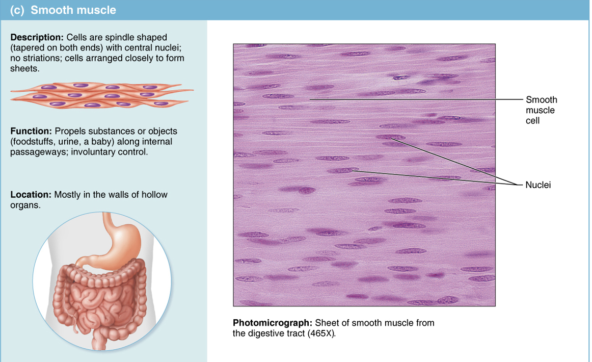 <p>Muscle tissue composed of nonstriated, spindle-shaped cells with a single central nucleus, arranged in sheets in the walls of hollow organs under involuntary control</p>