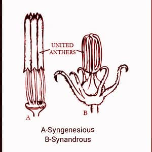 <p>Multiple stamens with anthers connate</p>