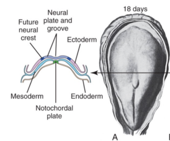 <p>embryo is made up of 3 layers:</p><ul><li><p>Ectoderm - This is where the nervous system develops</p></li></ul><ul><li><p>Mesoderm</p></li><li><p>Endoderm</p></li></ul><p></p>