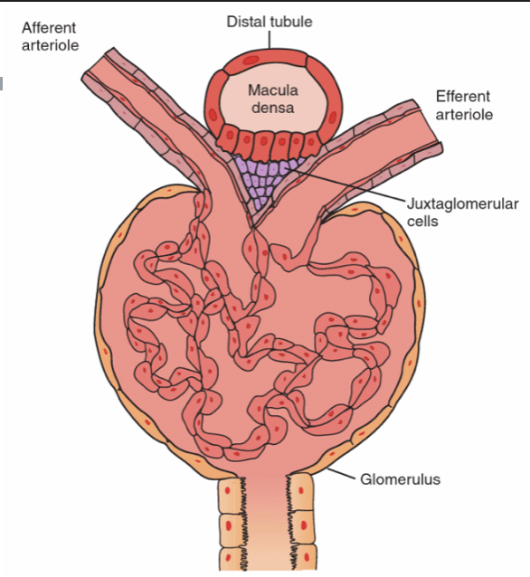<p>How does the Renin-Angiotensin-Aldosterone System or RAAS work? </p>