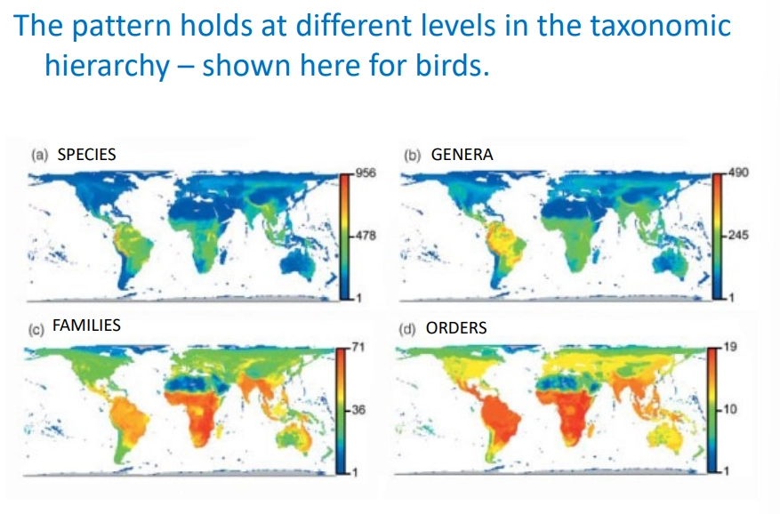 <ul><li><p>latitudinal gradients are a trend in macroecology, the distribution of species across the Earth</p></li><li><p><strong>species richness increases with decreasing latitudes</strong> (highest near the tropics), both on land and in the sea</p></li><li><p>there are a few exceptions eg. penguins, but these are unique</p></li></ul><p></p><p>competing explanations for the mechanism:</p><ul><li><p><strong>biotic explanations</strong>-</p><ul><li><p><strong>productivity</strong>- hot, humid places have greater net primary productivity, meaning there are greater resources to support species (doesn’t explain tropical seas + eutrophic lakes)</p></li><li><p><strong>competition</strong>- increasing competition with consistency of climates means there is more niche specialisation</p></li><li><p><strong>predation</strong>- strong top-down control depresses population sizes of prey, which prevents local dominance of any one species, so there is more coexistence</p></li></ul></li><li><p><strong>abiotic explanations</strong></p><ul><li><p><strong>time + stability</strong>- fewer empty niches in tropical ecosystems because they are older, relatively constant, ecosystems (whereas temperate regions were more recently glaciated)</p></li></ul></li></ul><p></p><p>many of these explanations are circular or make similar qualitative predictions, so it is hard to explain the gradients</p><ul><li><p>tropics also have a greater area, so <strong>species-area relationships </strong>might play a part, because a larger area means lower extinction rates and increased speciation rates (more geographical barriers)</p></li></ul><p></p>