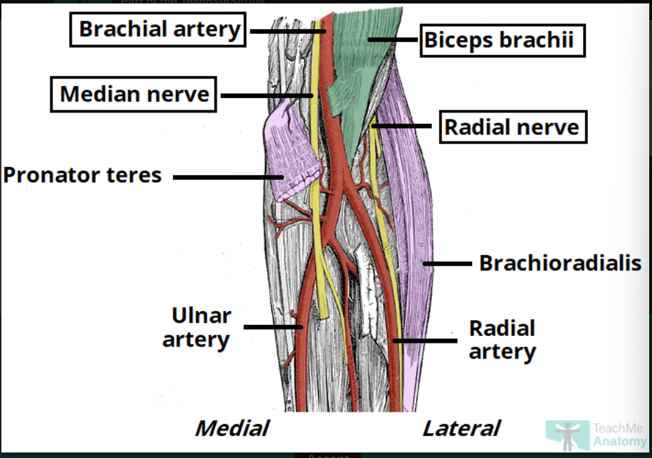 <p><strong>TRAM</strong>: </p><ul><li><p><strong>R</strong>adial nerve, </p></li><li><p><strong>T</strong>endon of biceps brachii,</p></li><li><p>brachial <strong>A</strong>rtery, </p></li><li><p><strong>M</strong>edian nerve.</p></li></ul><p></p>