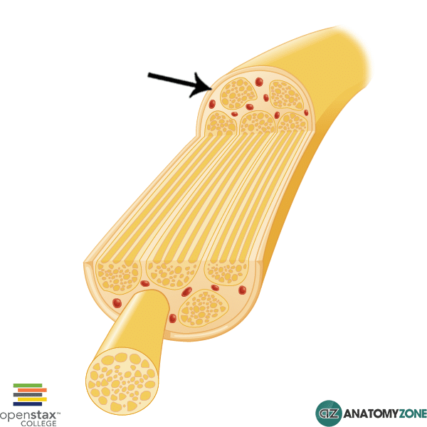 <p>Outer cover, surrounds entire nerve, dense irregular connective tissue</p>