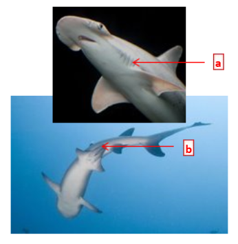 <p>The fins of sharks are median <strong>OR</strong> paired <strong>OR</strong> both median and paired, and are jaws present <strong>OR</strong> absent?</p>