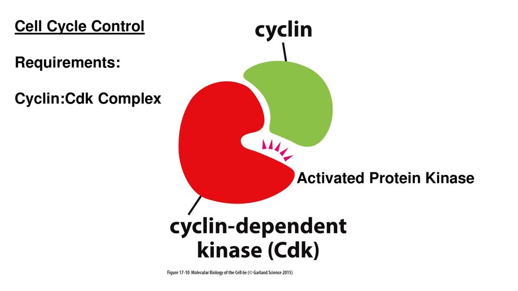 <p>Kinases that regulate cell cycle entry by direct phosphorylation of targets; activated by binding to cyclins</p>