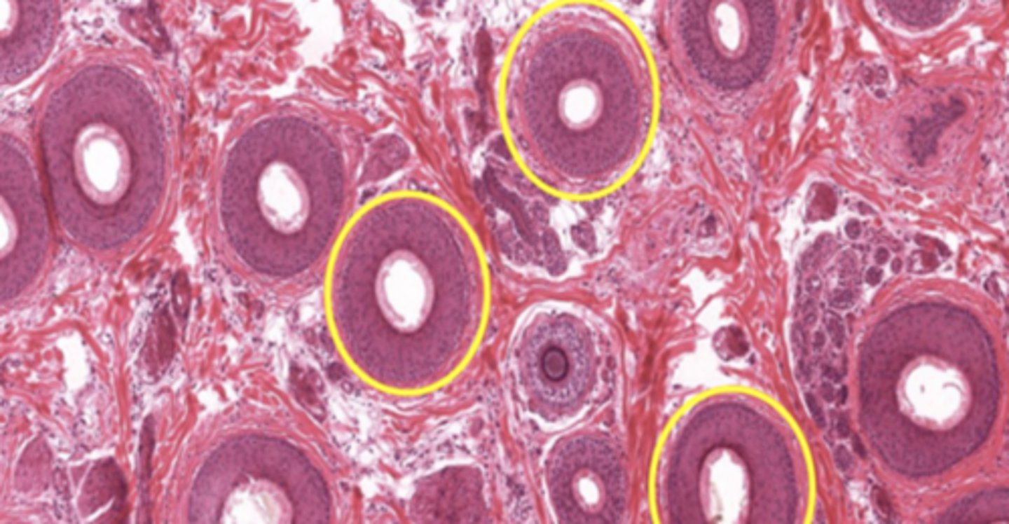 <p>Identify the structure</p>