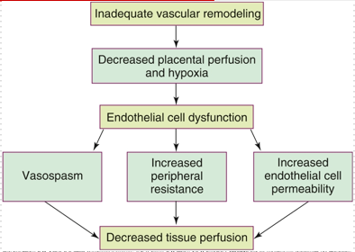 <ol><li><p><strong>inadequate vascular remodeling</strong></p></li><li><p><strong>decreased placental perfusion and hypoxia</strong></p></li><li><p><strong>endothelial cell dysfunction</strong></p></li><li><p><strong>vasospasm / increased peripheral resistance / increased endothelial cell permeability</strong></p></li><li><p><strong>decreased tissue perfusion </strong></p></li></ol><p></p>