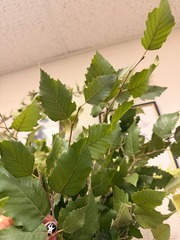 <p>Lots of stems and branching. Extreme exfoliation in bark.</p>
