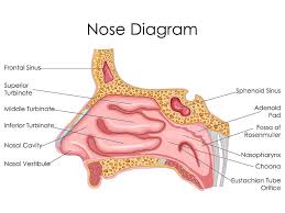 <p>space between nose</p>