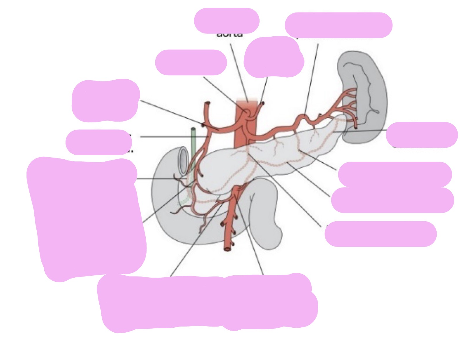 <p>Anastomoses in the Abdomen </p>