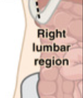 <p>What digestive organs are in the Right Lumbar?</p>