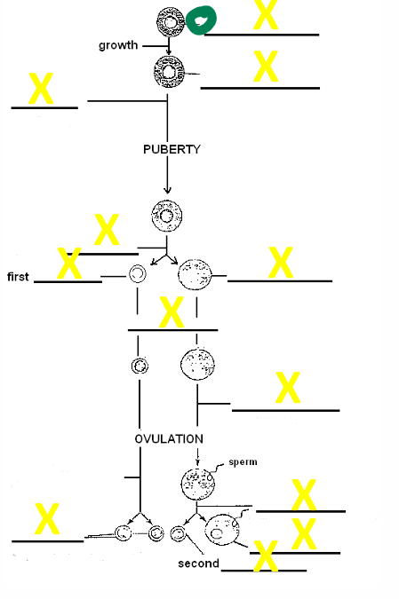 <p>name the cell</p>