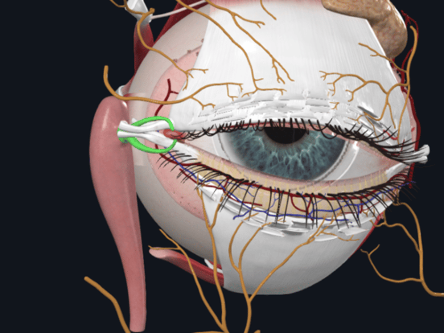 <p>What are lacrimal canaliculi?</p>
