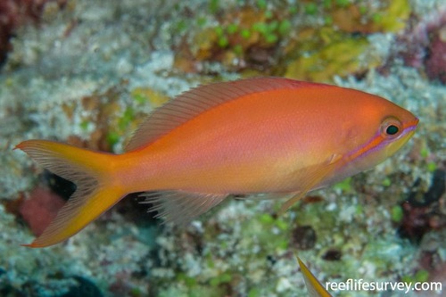 <p>Pseudanthias mooreanus</p>