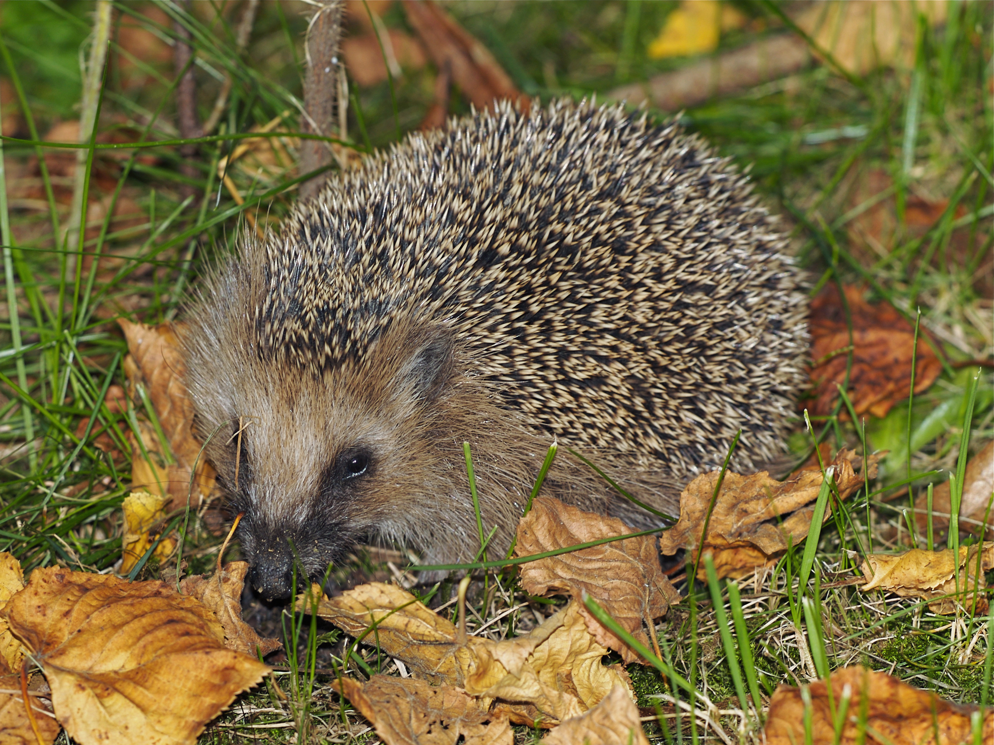 <p><span>usually have between 5000 and 7000 spines. The face, chest, belly, throat and legs of the animal are not covered in these spines, but instead in a coarse, grey-brown fur. RED LISTED</span></p>