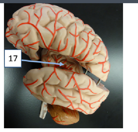 <p>What structure is #17</p>