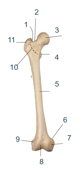 <p>3?</p>