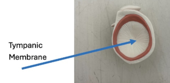 <p>tympanic membrane</p>