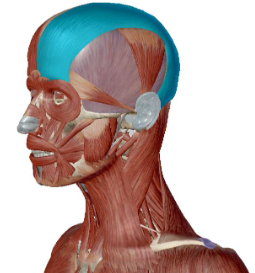<p>what muscle is this</p>