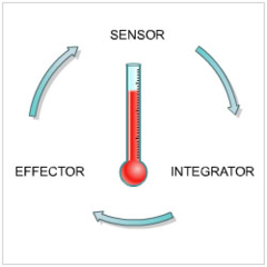 <p>2nd = senses changes from set point → monitor physiological value</p>