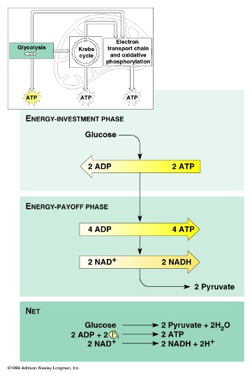 <p>2nd phase of glycolysis</p><p>synthesizes the 2 pryuvate molecules by substrate level phosphorylation to produce 4 ATP (for a new gain of 2 ATP) and 2 NADH</p><ul><li><p>high energy electrons produced from breaking the bonds of the glucose molecule into pyruvates are carried to the electron transport chain via NADH </p></li><li><p>a phosphate group is then removed from the pyruvates and added to an ADP to make ATP, 1 per pyruvate, 2 per glucose </p></li></ul><p></p>