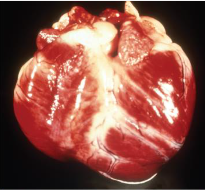 <p><span style="color: blue;"><span>Causes lymphadenopathy and acute myocarditis</span></span></p><p>Pale mucous membranes, lethargy, ascites, hepatomegaly, splenomegaly, congestive heart failure</p><p><span style="color: blue;">Yes humans can be infected</span>: Fever, headache, fatigue, vomiting, diarrhea, swelling near bite wound</p>