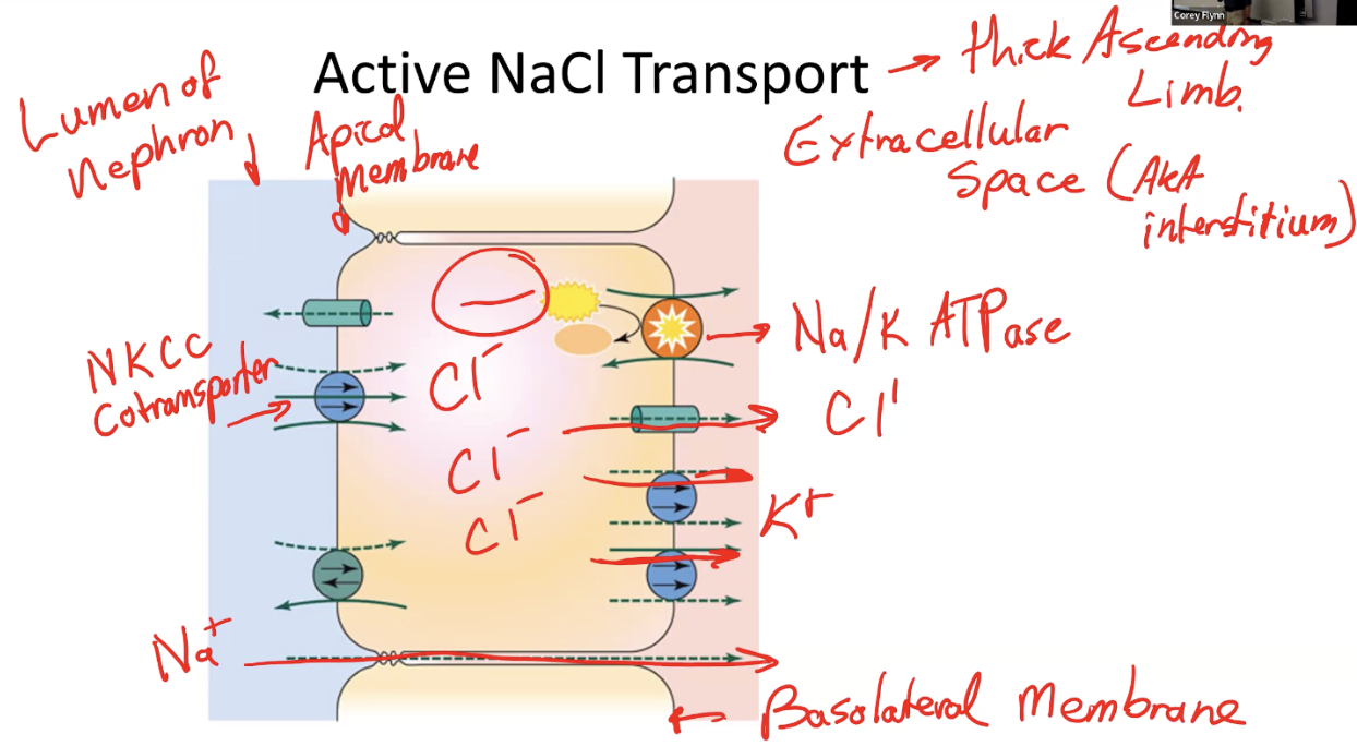 <ul><li><p>The Na<sup>+</sup>/K<sup>+</sup>-ATPase located on the basolateral membrane actively pumps Na<sup>+</sup> out of the cell (into interstitium), while most of the K<sup>+</sup> leaks back into the interstitium through leak channels</p></li><li><p>This low Na<sup>+</sup> level provides the driving force for the NKCC cotransporter on the apical membrane, which brings 1Na<sup>+</sup>, 1K<sup>+</sup>, and 2Cl<sup>-</sup> ions into the cell from lumen of nephron</p></li><li><p>The net effect is accumulation of Cl<sup>-</sup> within the cell, which then diffuses passively through chloride channels into the interstitium</p></li><li><p>Additionally, the movement of ions creates an electrical gradient that drives Na<sup>+</sup> movement from lumen to interstitium through paracellular pathways</p></li></ul><p></p>