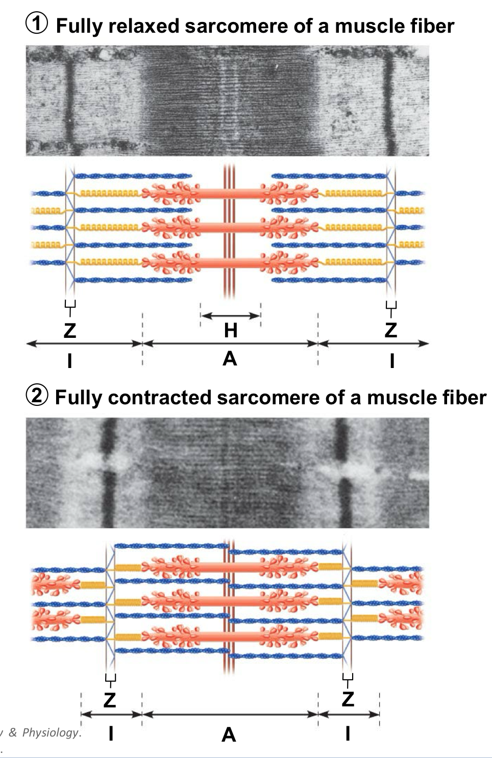<p>their individual sarcomeres shorten → Z-discs are pulled closer together as thick and thin filaments slide past each other during contraction</p><ul><li><p>neither thick or thin filaments change length during muscle shortening, only the amount of overlap between them changes</p></li></ul><p></p>