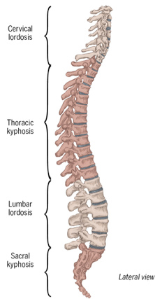 <p>kyphosis- posterior curvature of spine ( thoracic and sacral vertebrae’s) </p><p></p><p>lordosis- anterior curvature of spine ( cervical and lumbar vertebrae’s) </p>