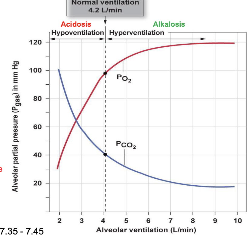 <ul><li><p>due to hyperventilation (breathing at a faster rate than normal)</p></li><li><p>increase pH, causing basic conditions</p></li><li><p>increase in O2 partial pressure and concentration</p></li><li><p>breathing off all the CO2</p></li></ul><p></p>