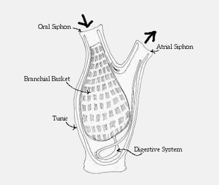 <p>sessile</p><p>bag-shaped</p><p>loses notochord in adult stage</p>