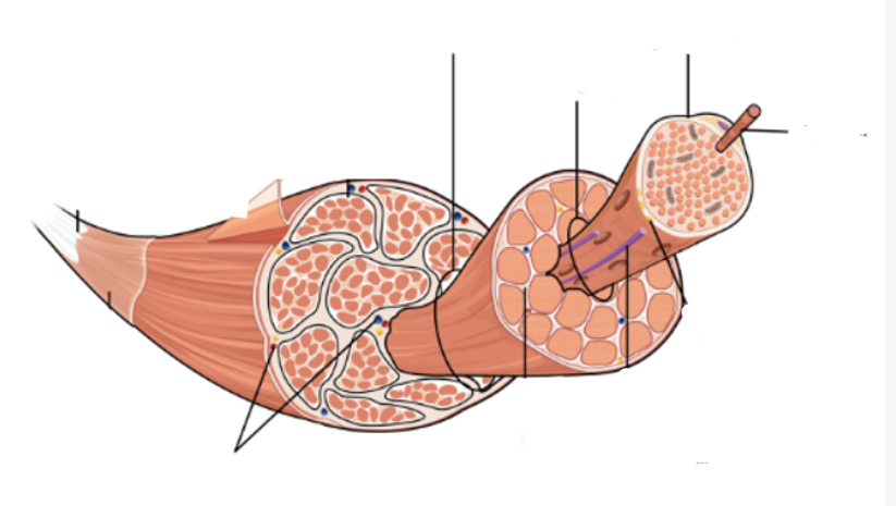 <p>What is the structural hierarchy of skeletal muscles?</p>