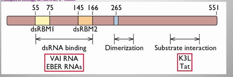 <p></p><ul><li><p><span style="background-color: transparent;">encode proteins to circumvent the PKR activation process </span></p><ul><li><p><span style="background-color: transparent;">Antagonism of binding </span></p></li><li><p><span style="background-color: transparent;">Inhibition</span></p></li><li><p><span style="background-color: transparent;">Blocking</span></p></li></ul></li></ul><p></p>