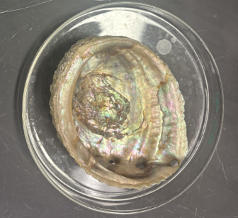 <p>What Phylum and Class is this?</p>