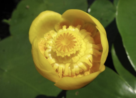 <p>Nympheaceae (ANA group)</p><p>stulík žlutý - <em>Nuphar lutea</em></p>