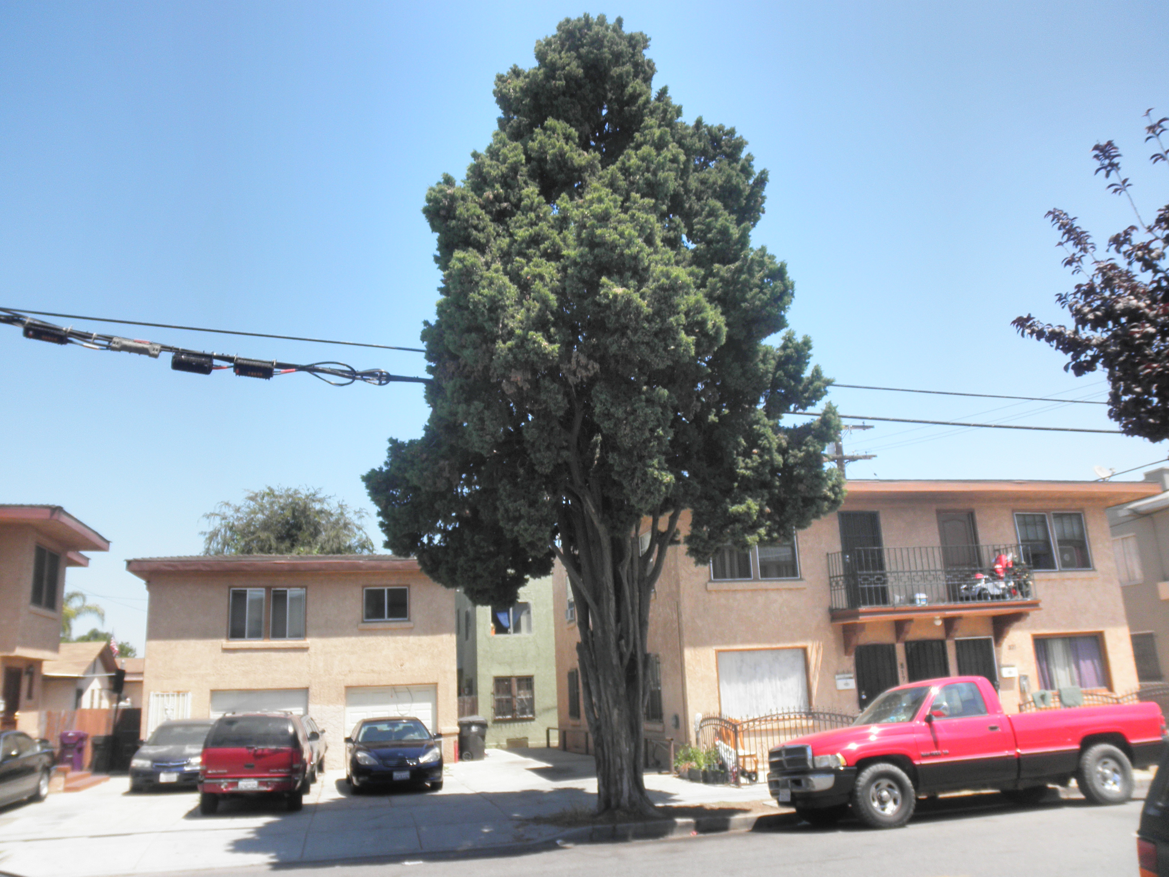 <p>Cupressus sempervirens - Italian Cypress</p>