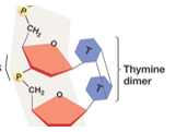 <p>UV light/ radiation damages nucleotides ‘light damage’</p><p>UV light induces covalent bonds between adjacent thymine’s forming a dimer</p>