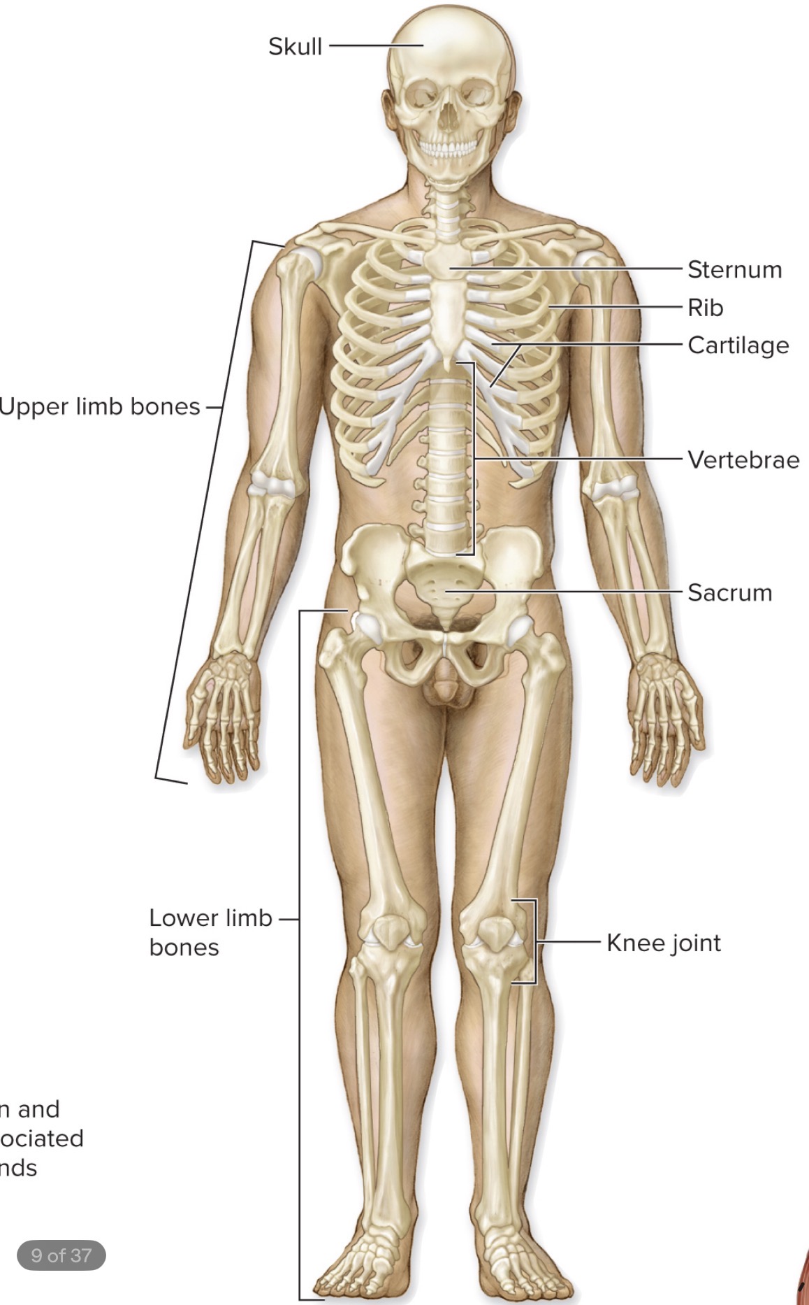 <p>what is the Skeletal System</p>