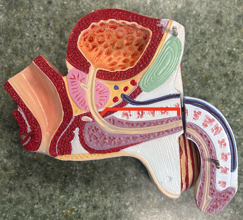 <p>middle part of the urethra that traverses the urogenital diaphragm</p>