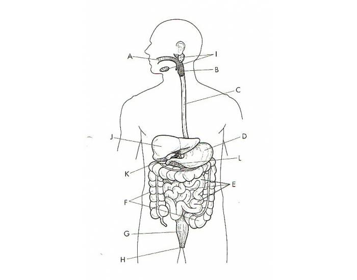 <p>please label the anatomy of the digestive system</p>