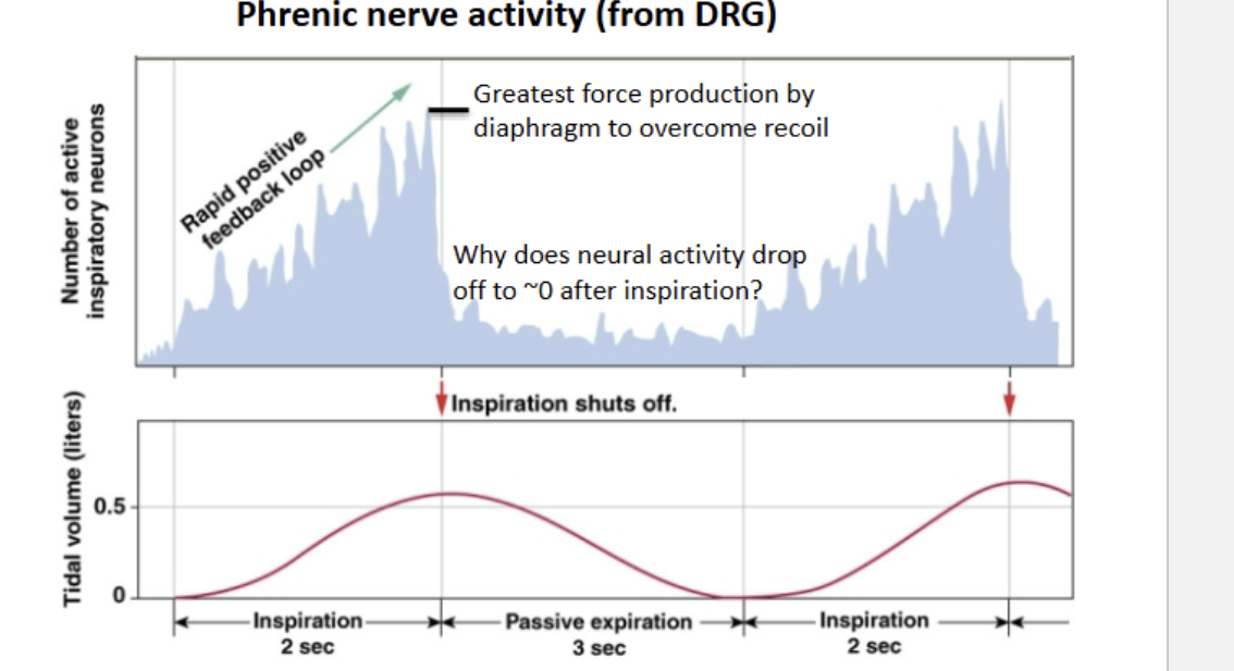 <p>Phrenic nerve activity </p>