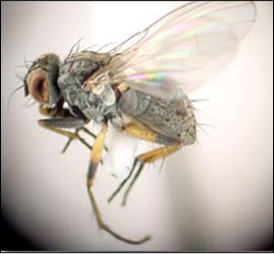 <p>Identify the insect, <strong>order</strong>, and mouthparts</p>